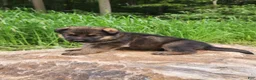 German Shepherd dogs for sale: German Shepherd 11 Trusa - Ad 5