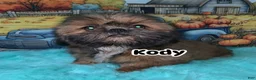 Shih Tzu dogs for sale: Kody - Ad 1