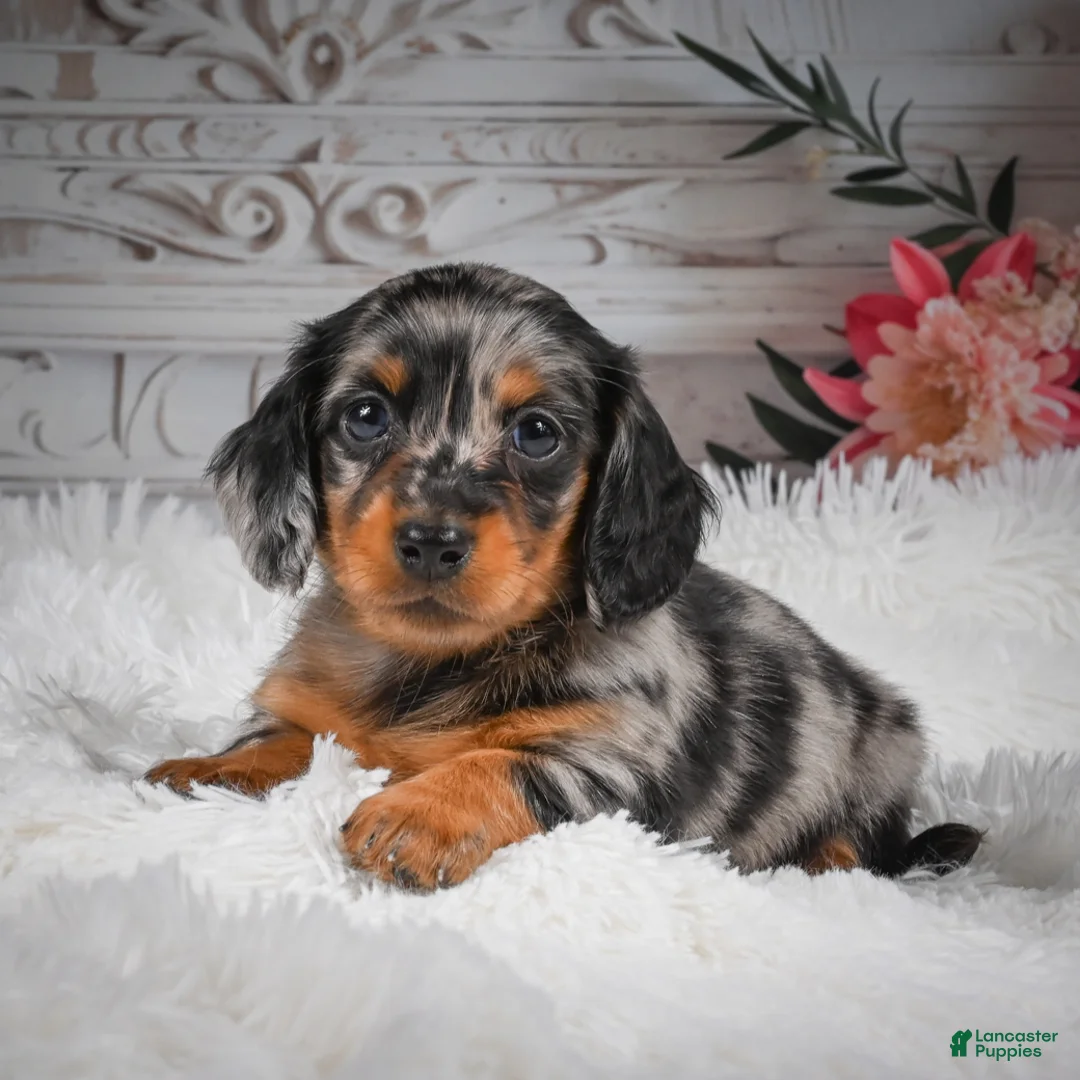 Miniature Dachshund dogs for sale: AKC-Hero - Ad 1