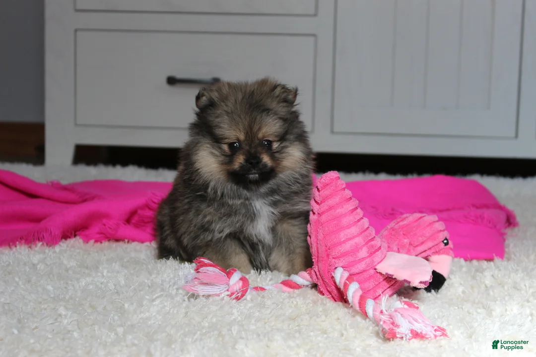 Pomeranian dogs for sale: Delilah - Ad 7