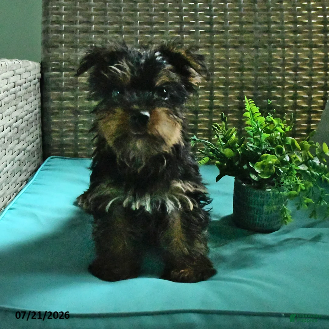 Yorkshire Terrier dogs for sale: Byron - Ad 3