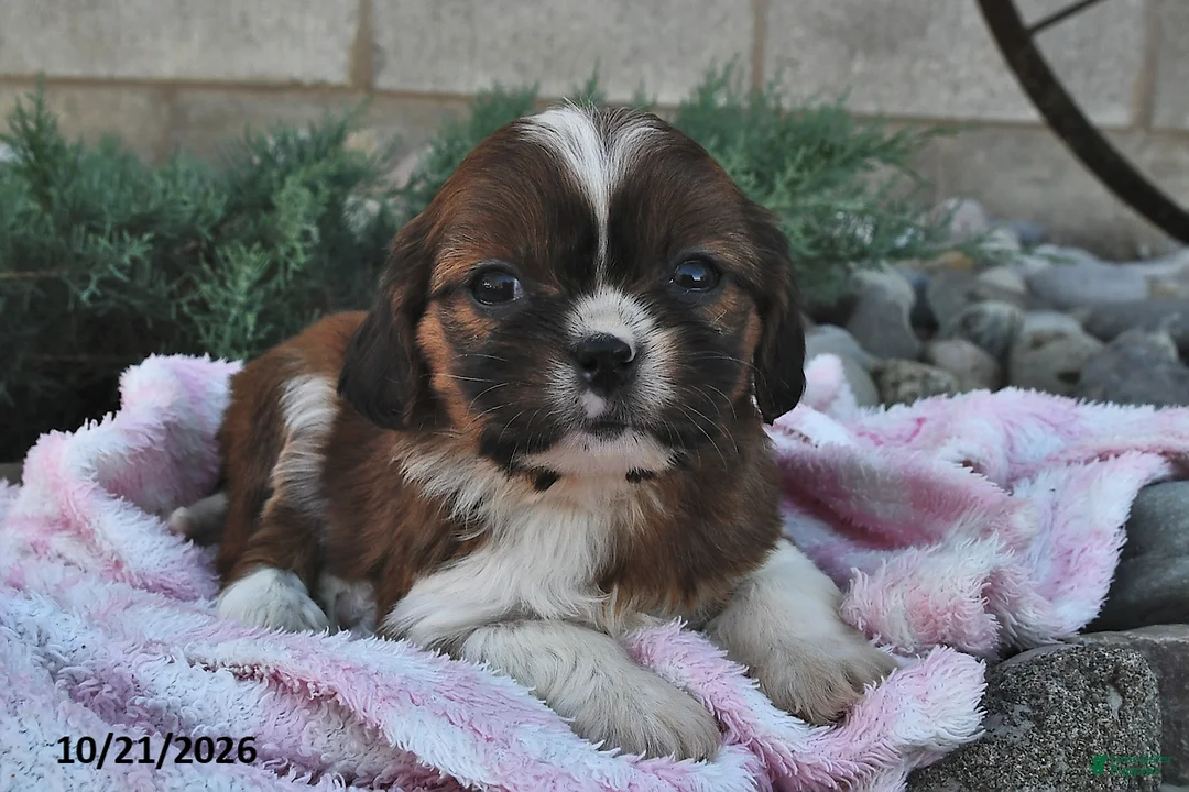 Mixed Breed dogs for sale: Bella   - Ad 2