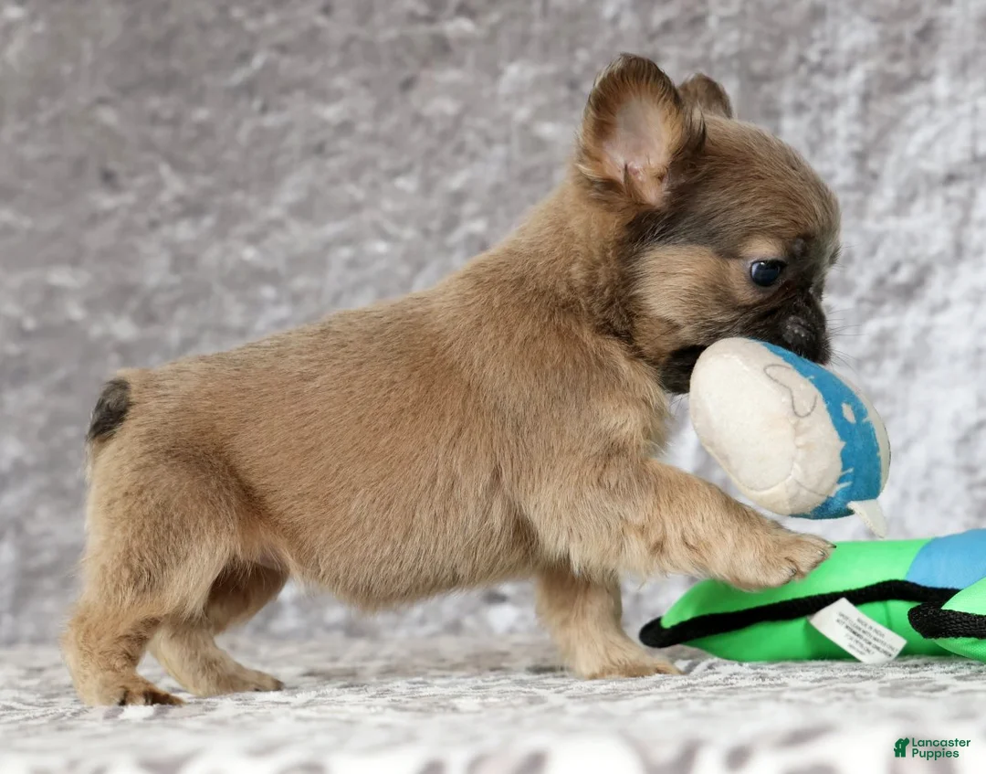 French Bulldog dogs for sale: Nina - Ad 6