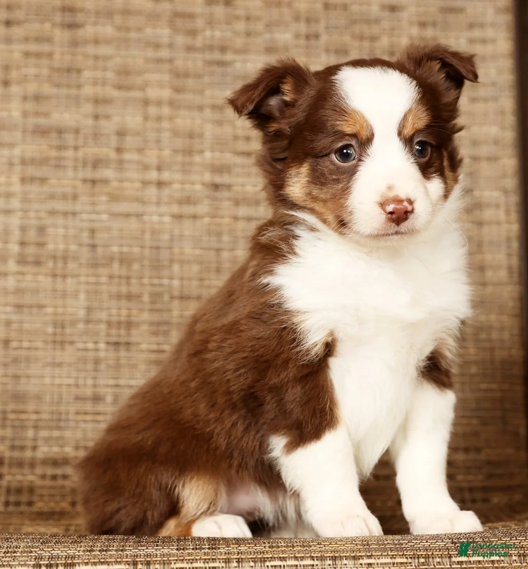Miniature Australian Shepherd dogs for sale: Cocoa - Ad 7