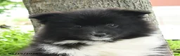 Pomsky dogs for sale: Georgia - Ad 5
