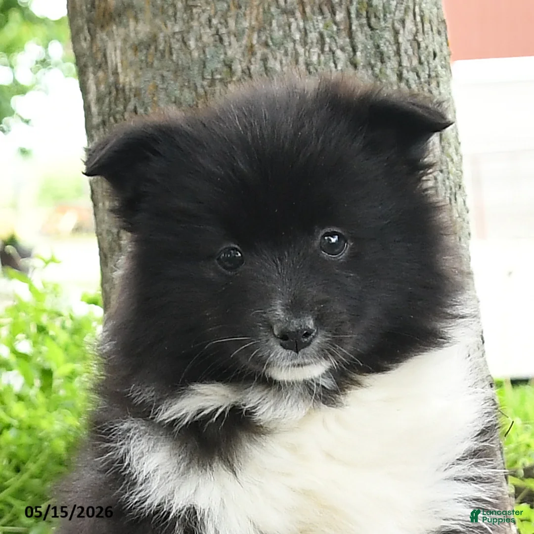 Pomsky dogs for sale: Georgia - Ad 5
