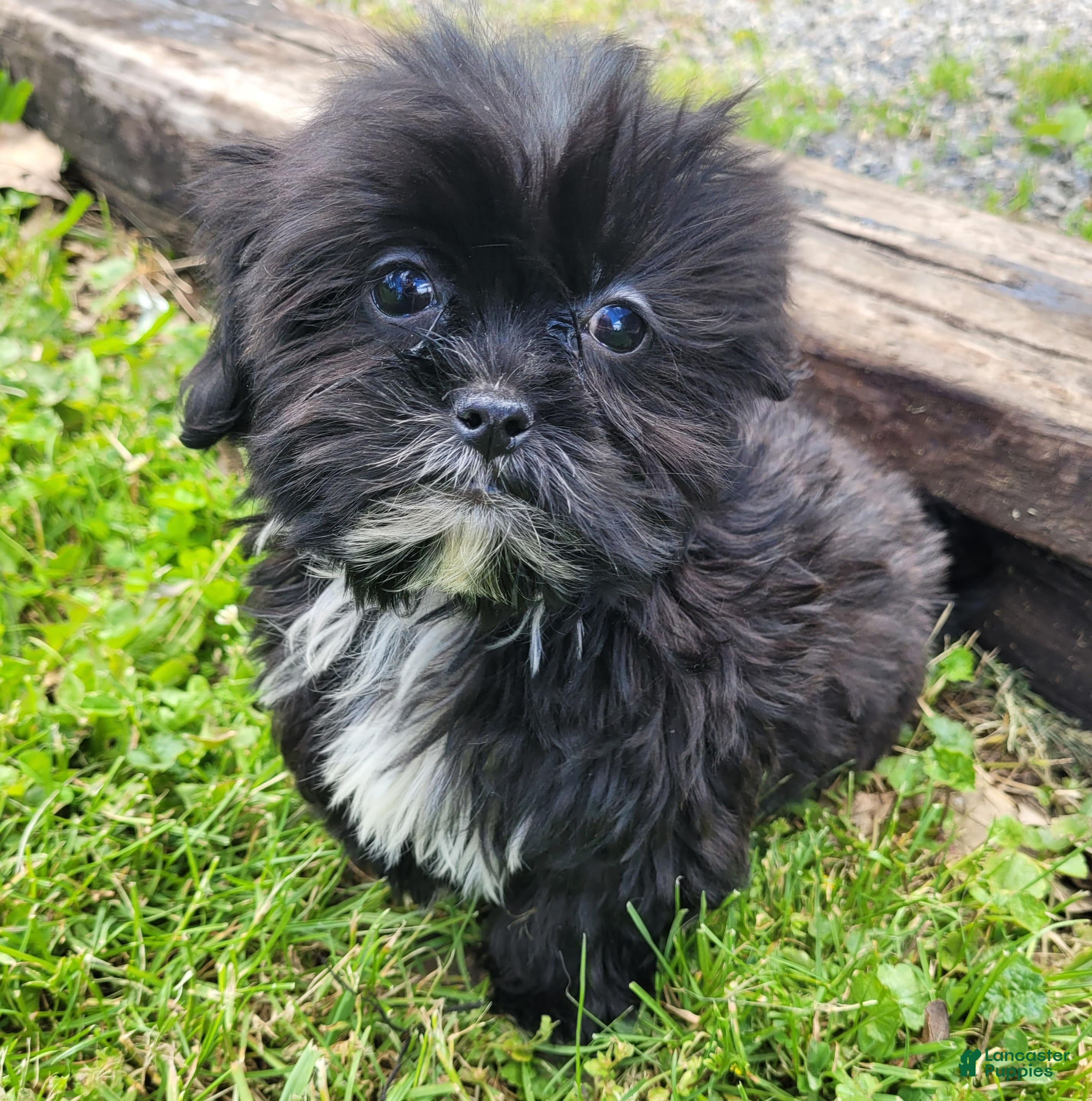 Shihpoo dogs Ted - Ad 1
