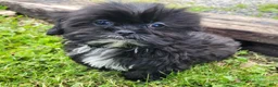 Shihpoo dogs for sale: Ted - Ad 1