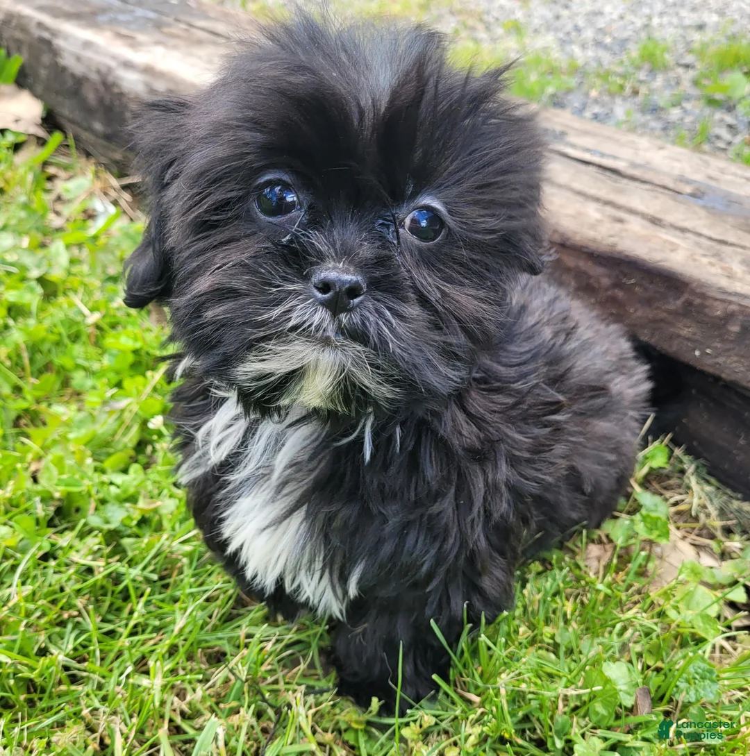 Shihpoo dogs for sale: Ted - Ad 1