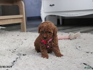 Toy Poodle dogs - Ad 22
