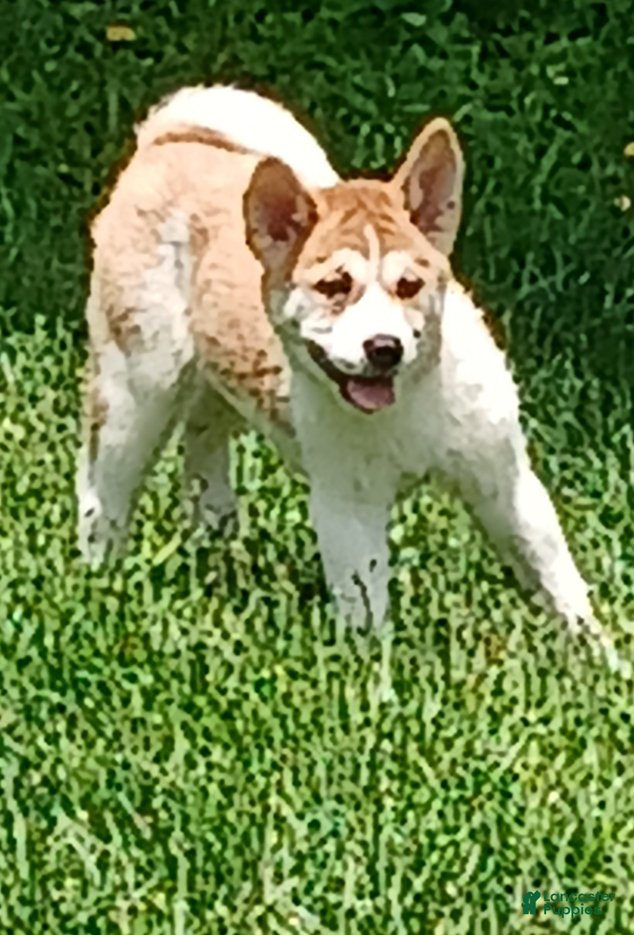 Akita dogs Cypress - Ad 2