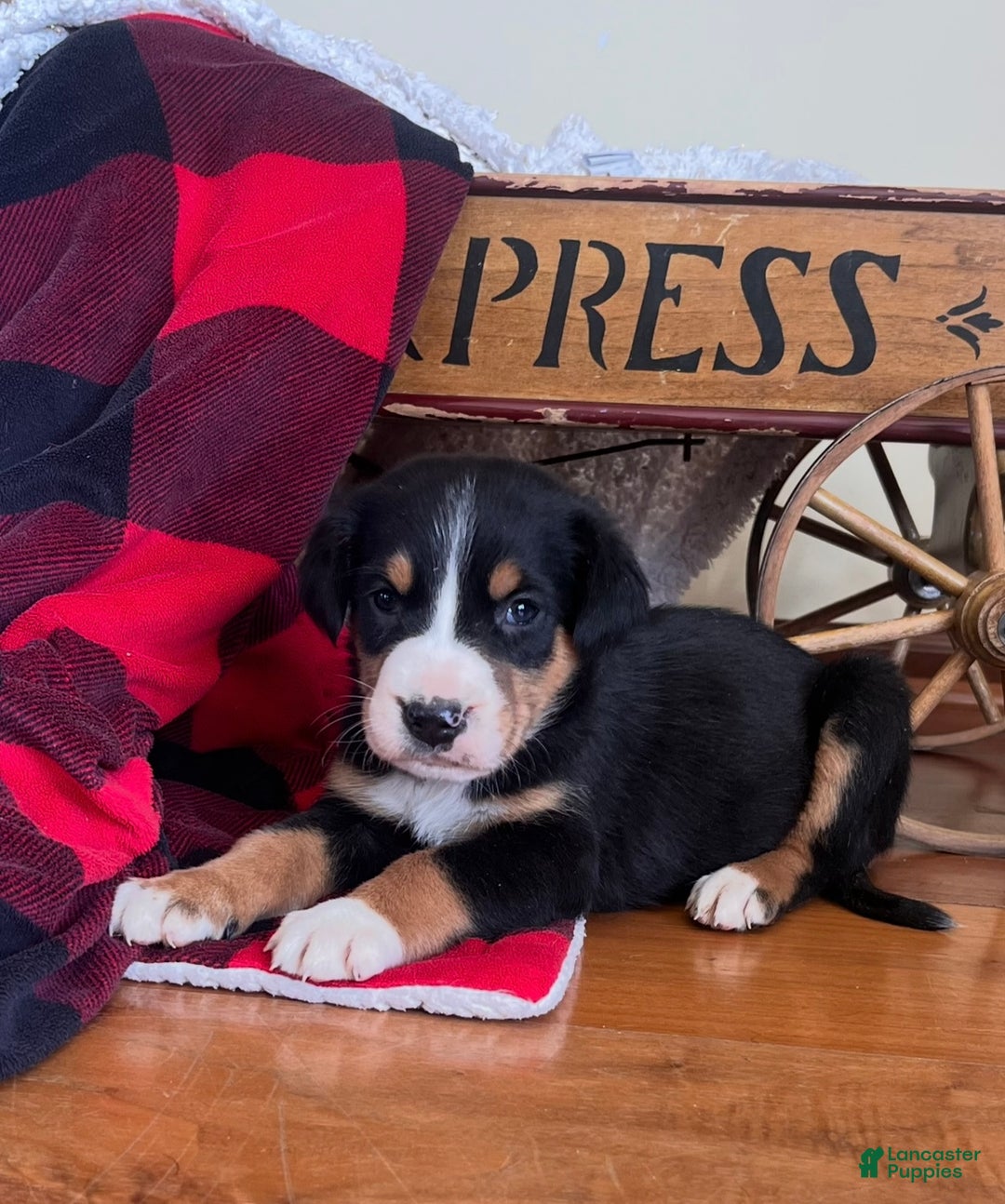 Greater Swiss Mountain Dog dogs for sale: Vanessa🐾❤️AKCHip Cert❤️🐾Call 717-859-8731 - Ad 2