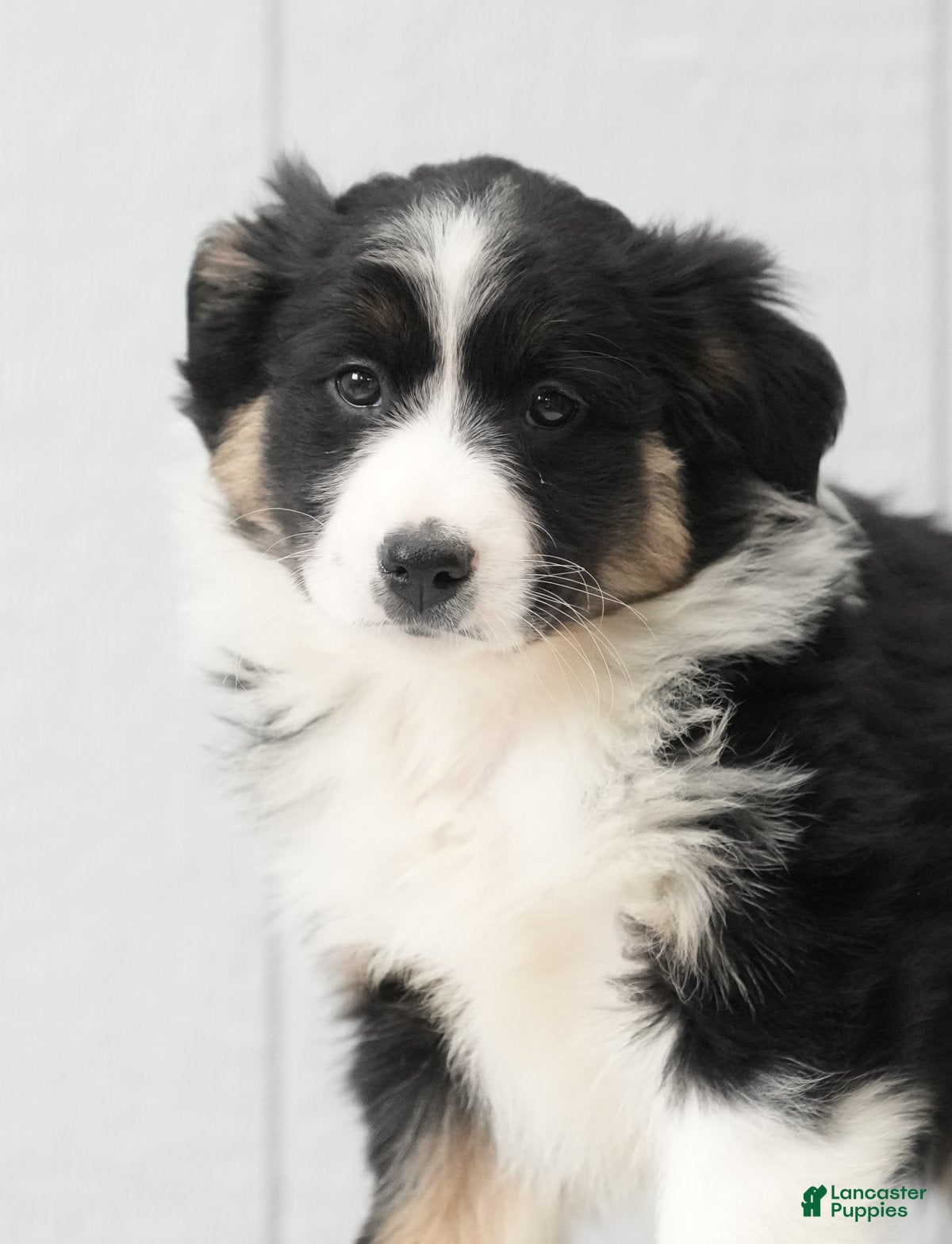 Australian Shepherd dogs Crystal - Ad 4