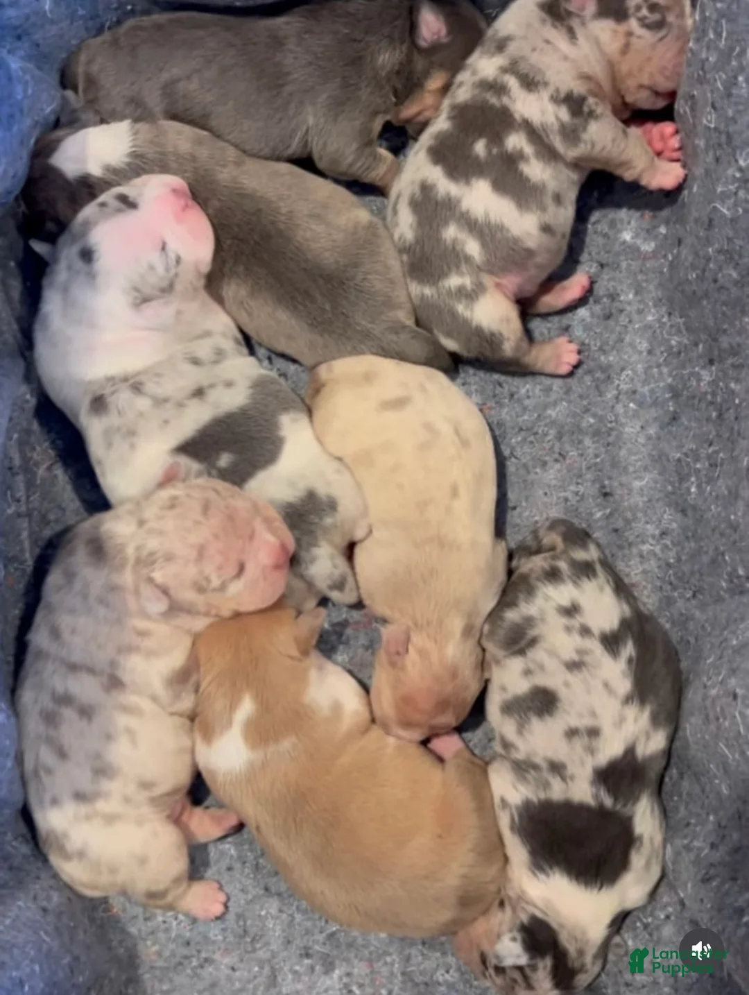 American Bully dogs for sale: Lolla - Ad 1
