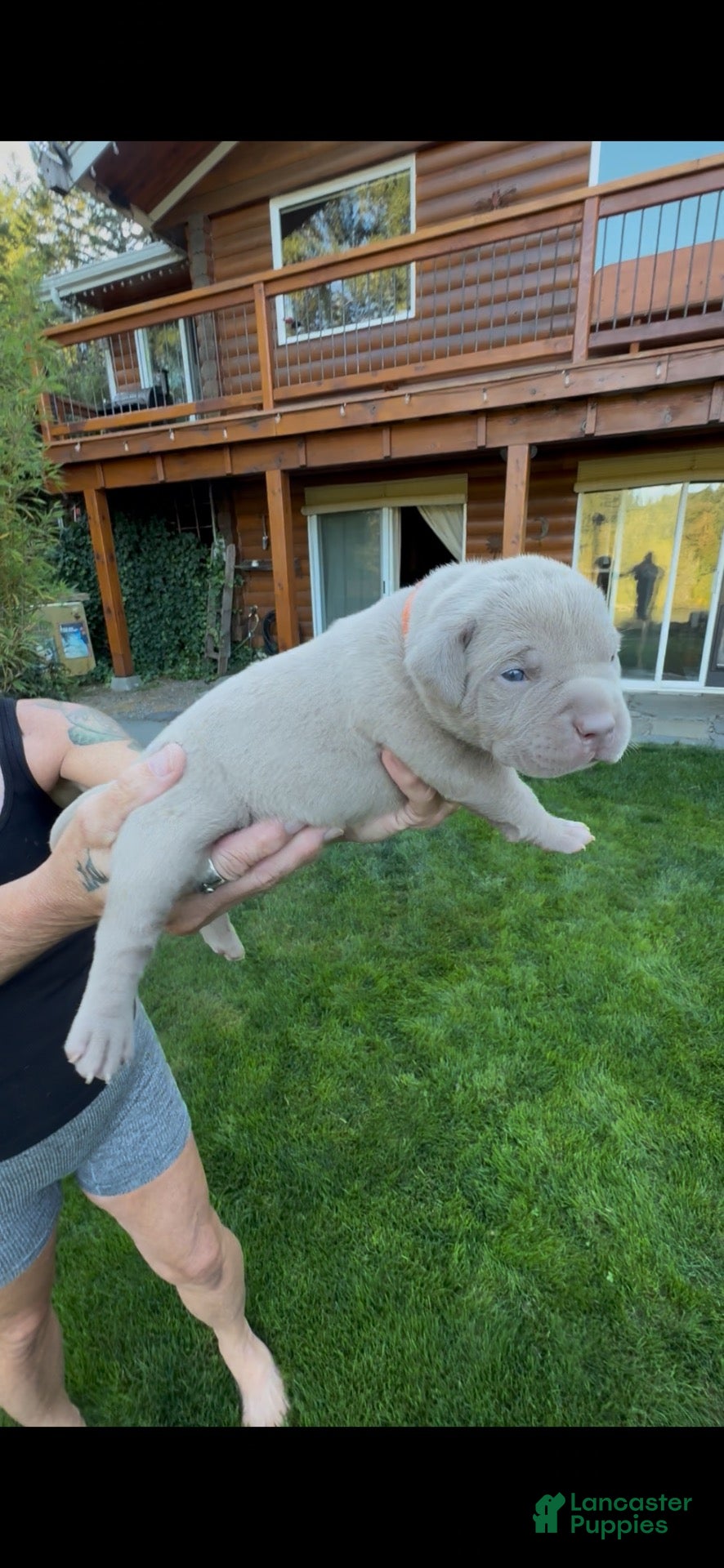 American Bully dogs American Bully 4 - Ad 1