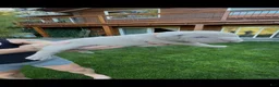 American Bully dogs for sale: American Bully 4 - Ad 1