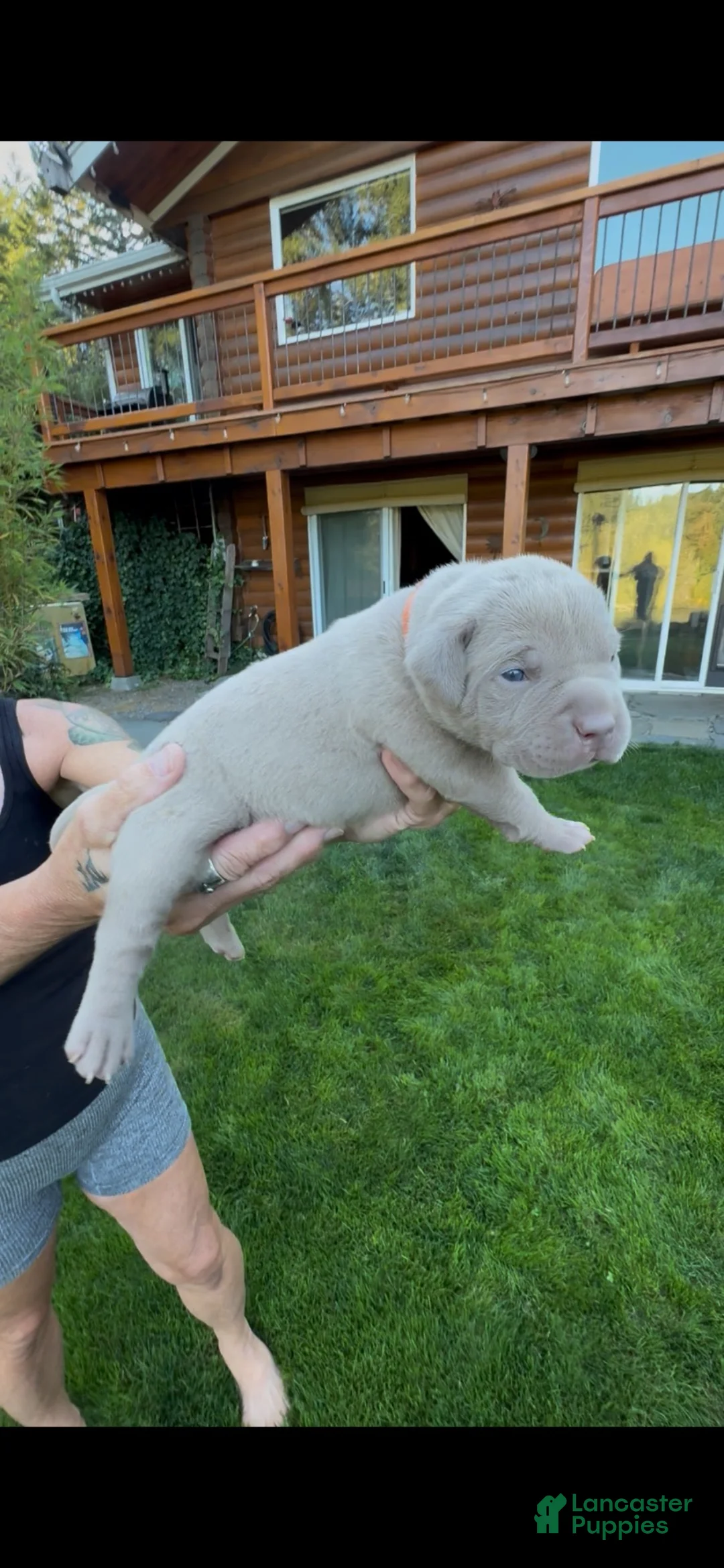 American Bully dogs for sale: American Bully 4 - Ad 1