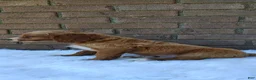 Irish Doodle dogs for sale: Diesel - Ad 3