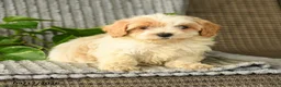 Bichpoo dogs for sale: Caden  - Ad 1