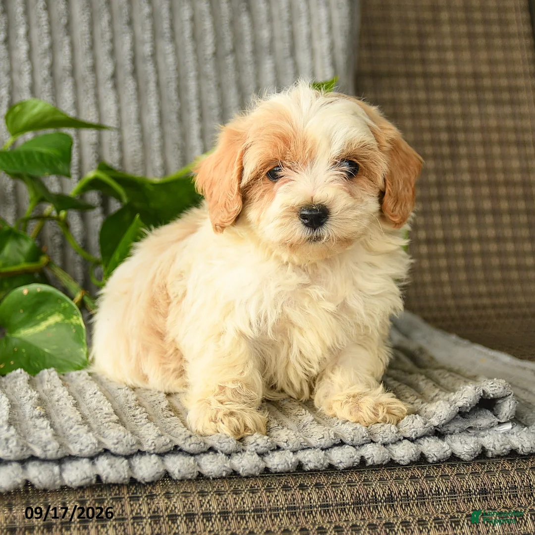 Bichpoo dogs for sale: Caden  - Ad 1