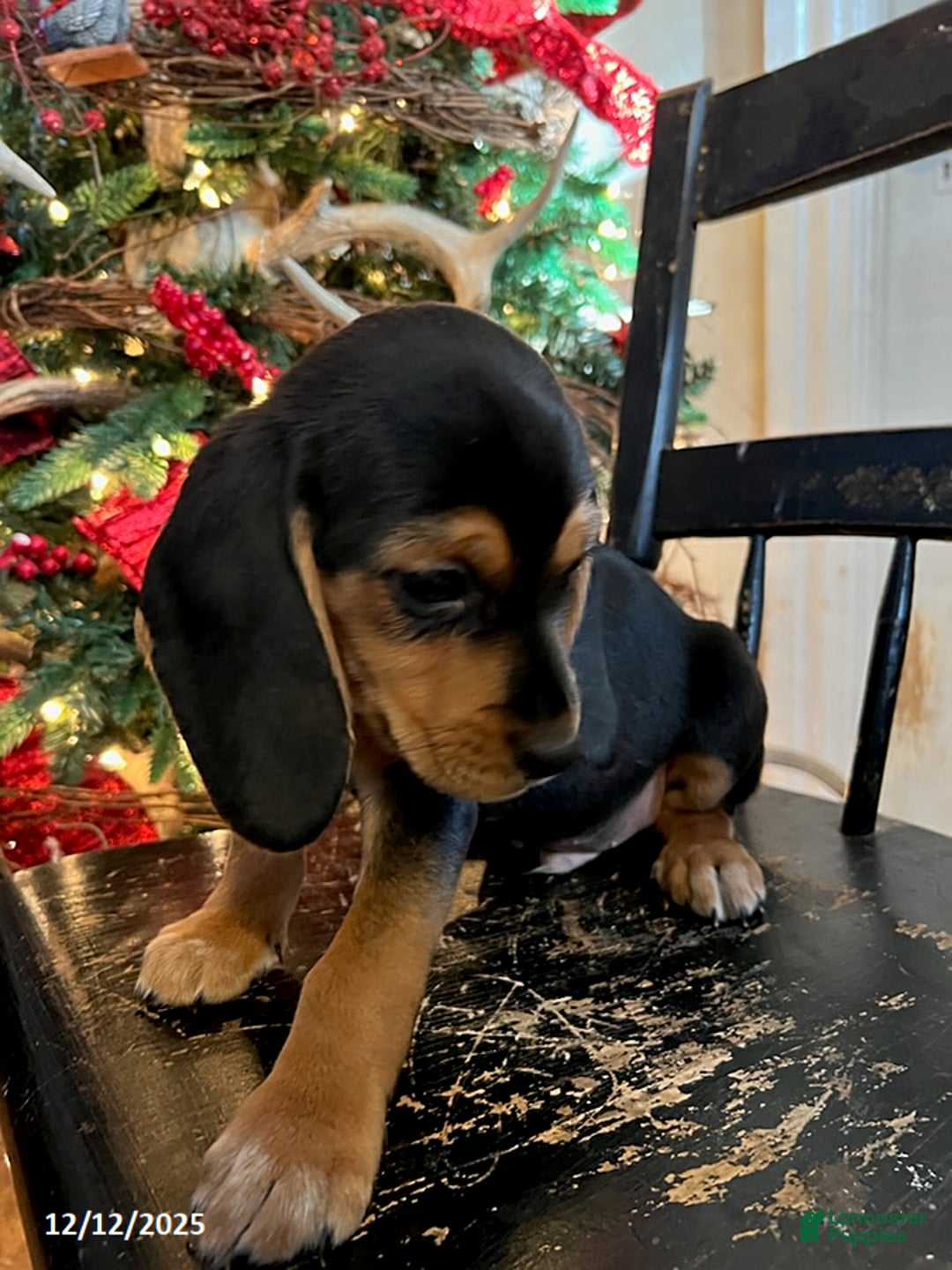 Beagle dogs for sale: Hank - Ad 2