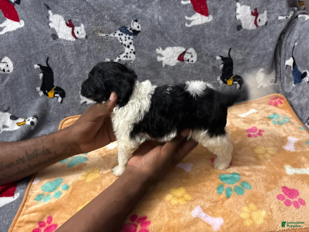 Miniature Labradoodle dogs for sale: Cannon - Ad 1