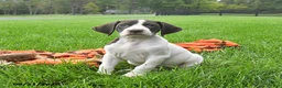 German Shorthaired Pointer dogs for sale: Spartin  - Ad 3