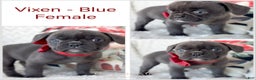 French Bulldog dogs for sale: Vixen Blue Fluffy Carrier - Ad 2