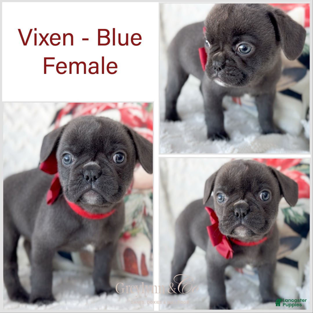 French Bulldog dogs for sale: Vixen Blue Fluffy Carrier - Ad 2