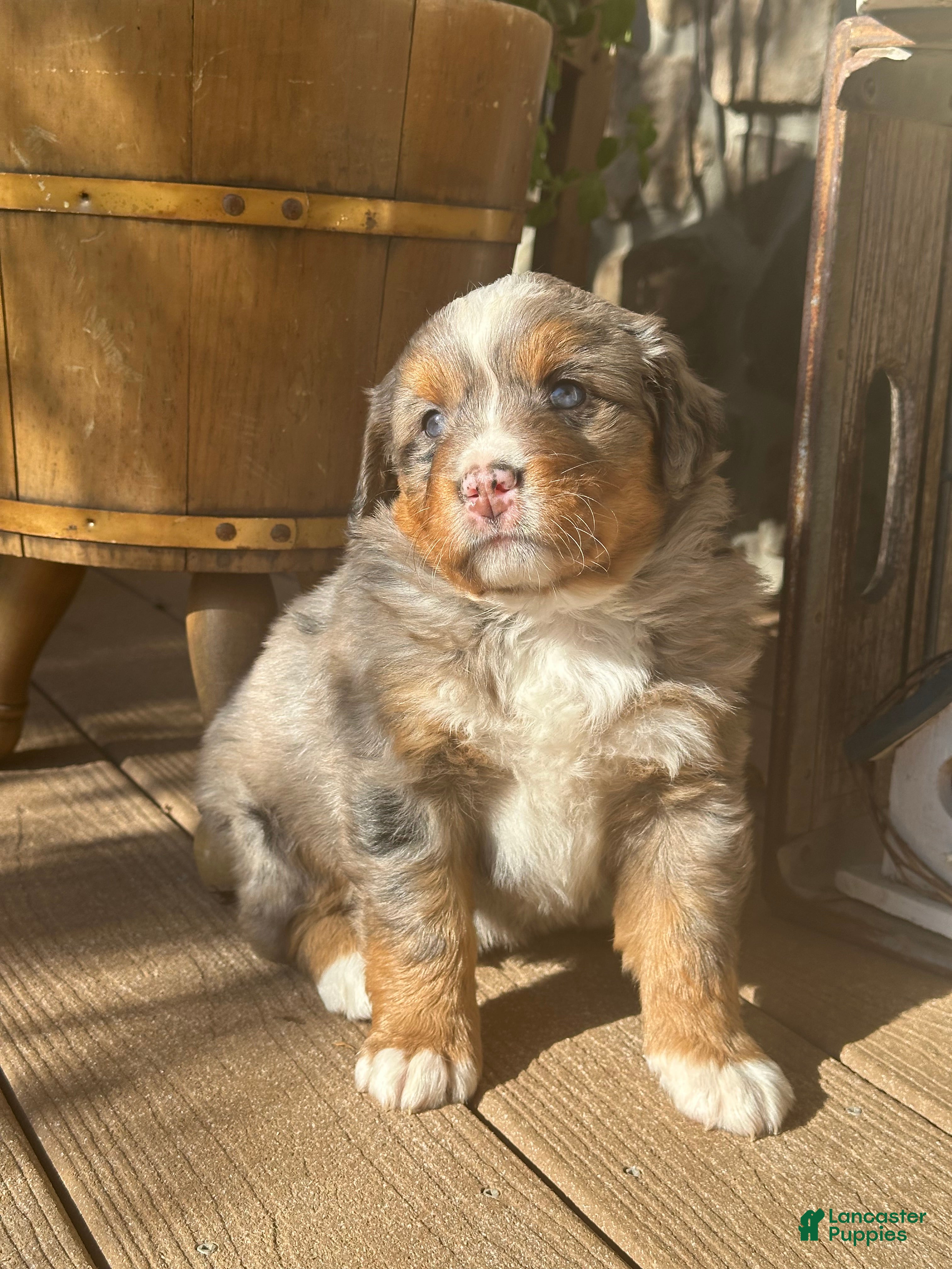 Mini Bernedoodle dogs for sale: Tatallini - Ad 1