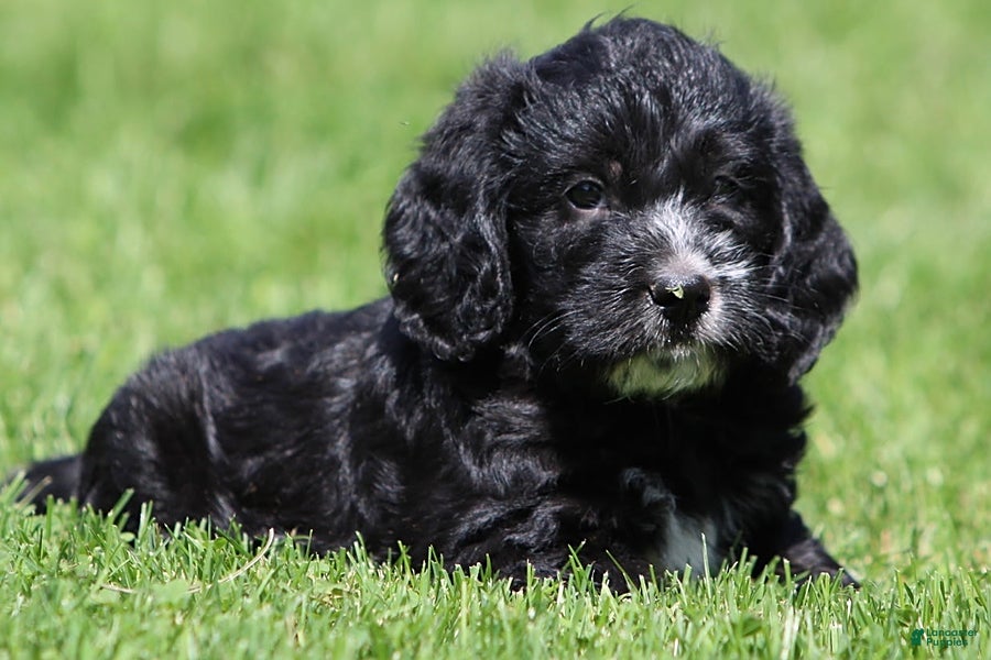 Mixed Breed dogs Bear - Ad 1