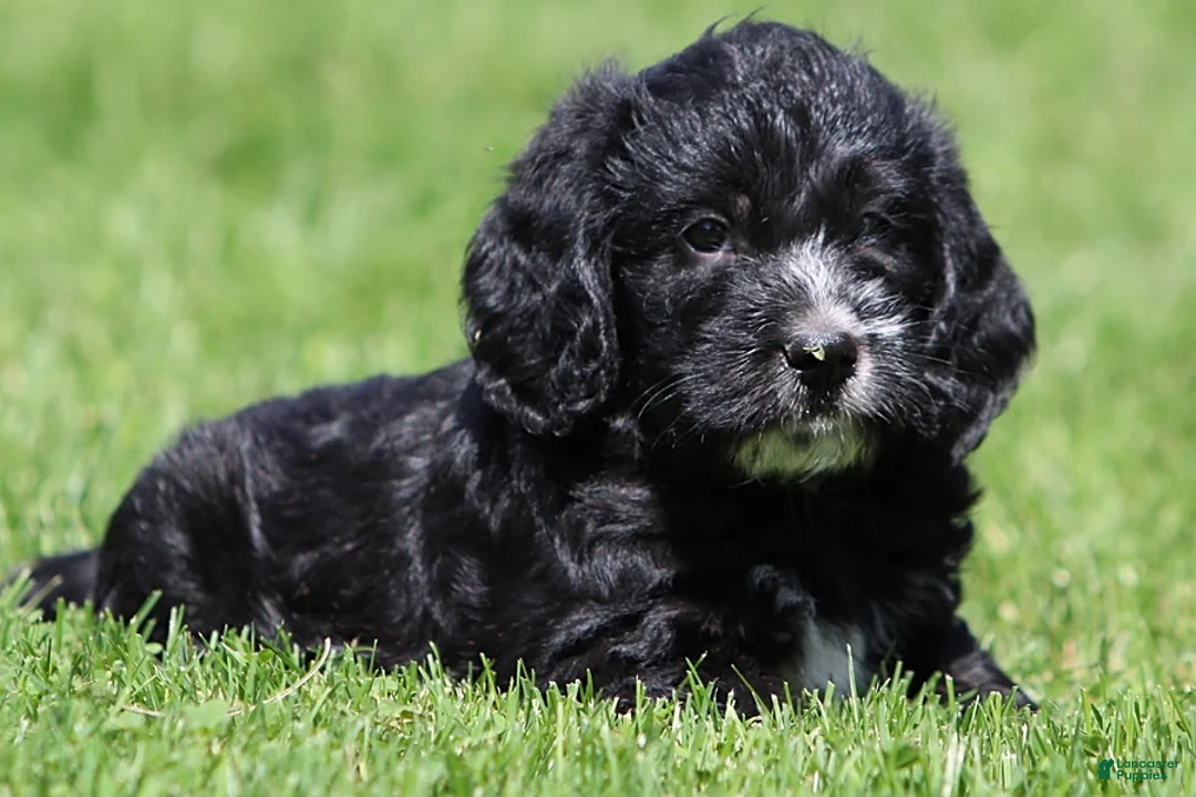Mixed Breed dogs for sale: Bear - Ad 1