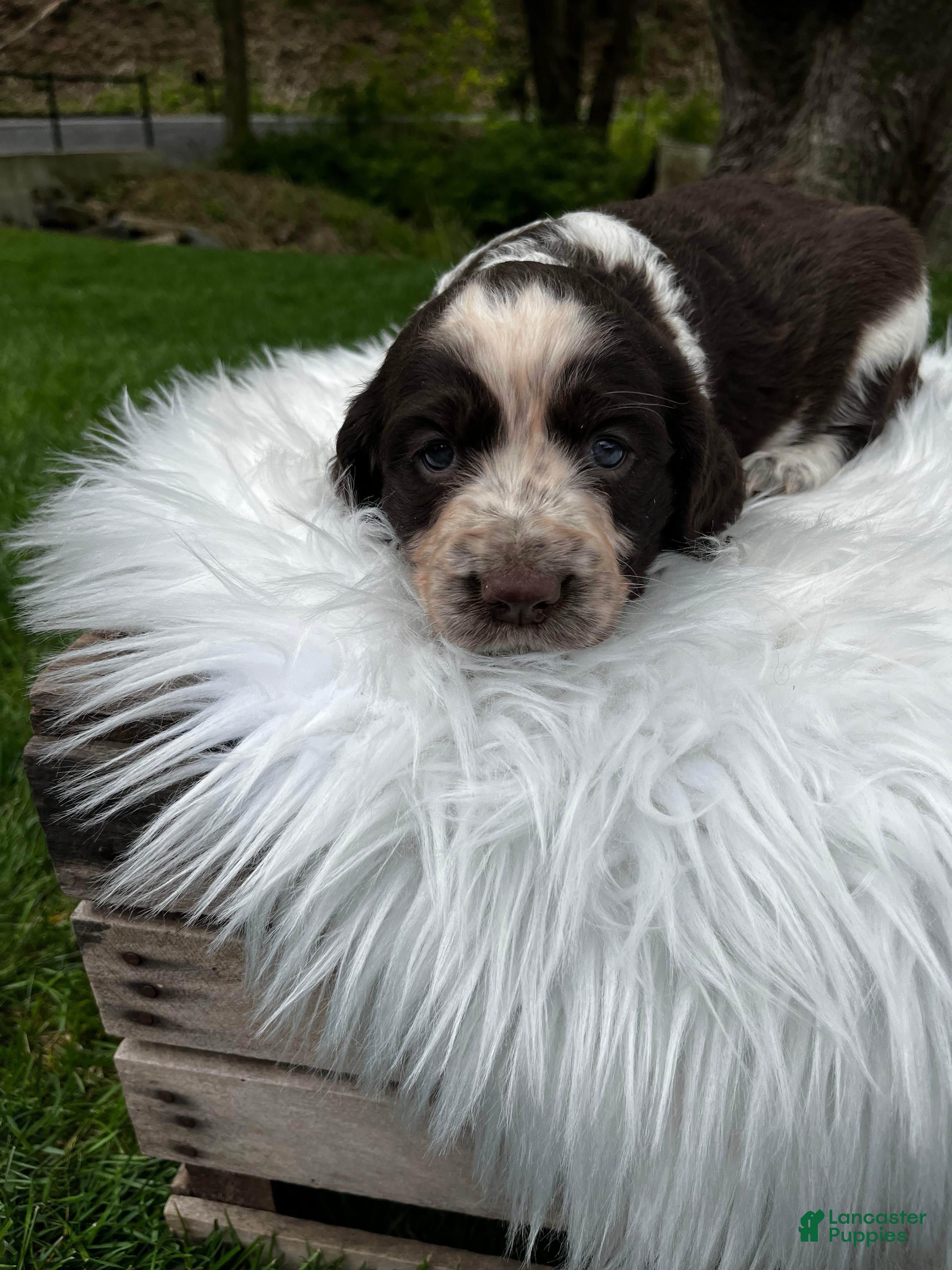English Springer Spaniel dogs Piper - Ad 2