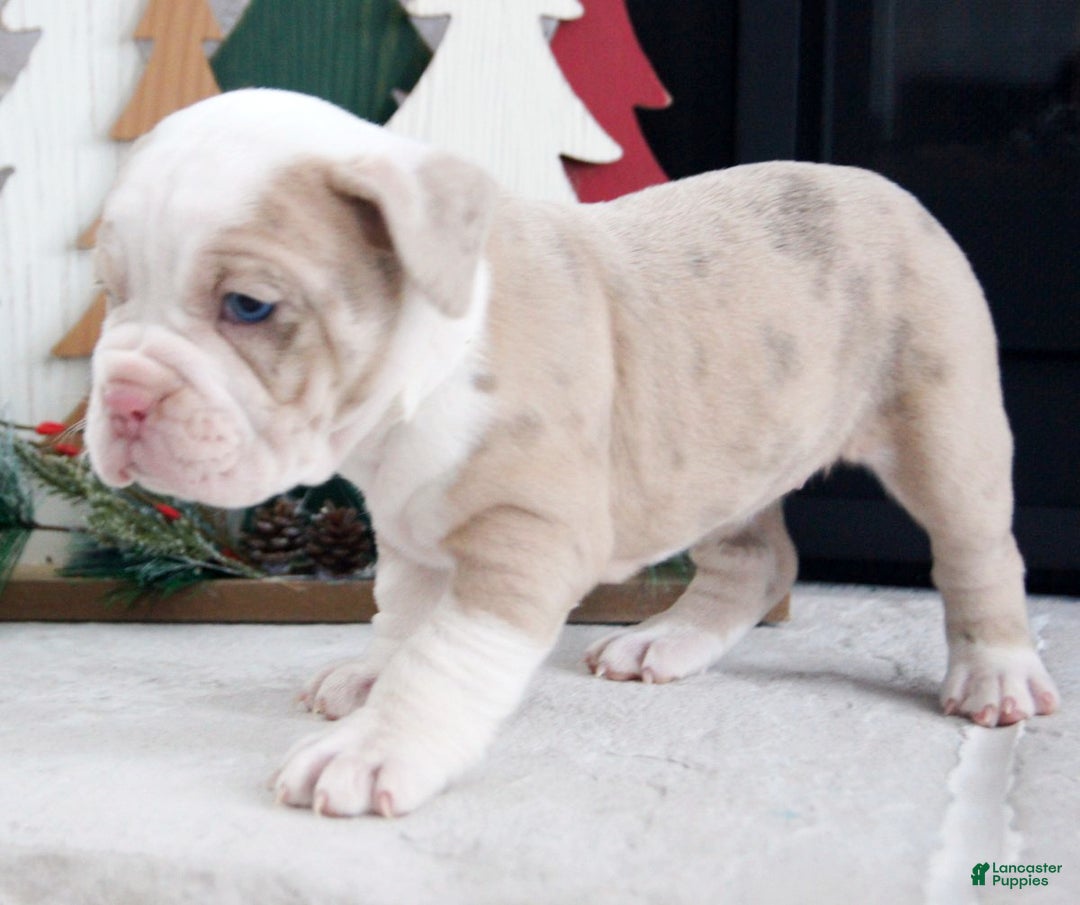 Olde English Bulldogge dogs for sale: Snowflake - Ad 7