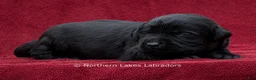 Labrador Retriever dogs for sale: Noah - Ad 5