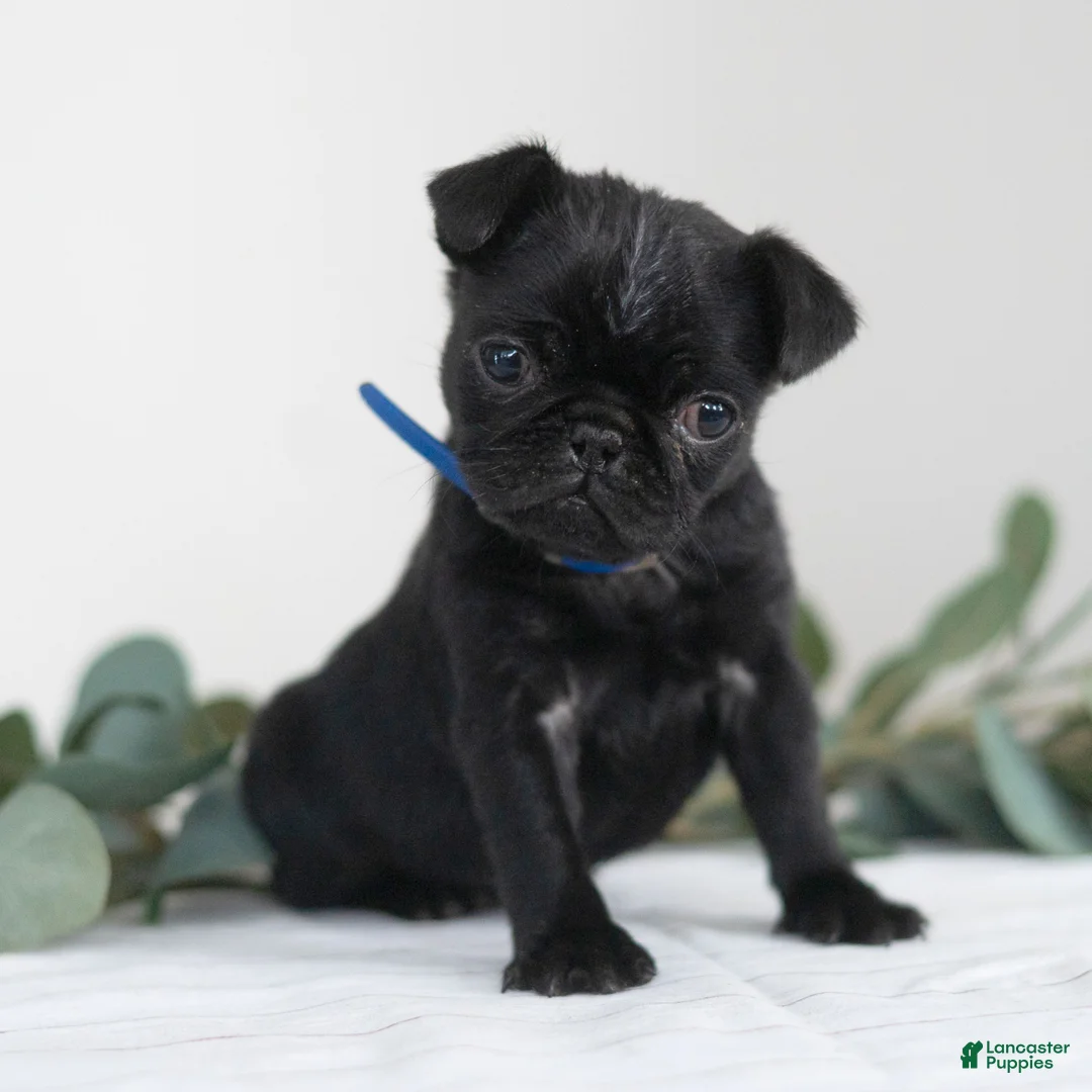 Pug dogs for sale: Titus  - Ad 5