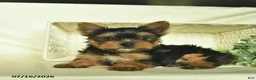 Yorkshire Terrier dogs for sale: Lasso  - Ad 3