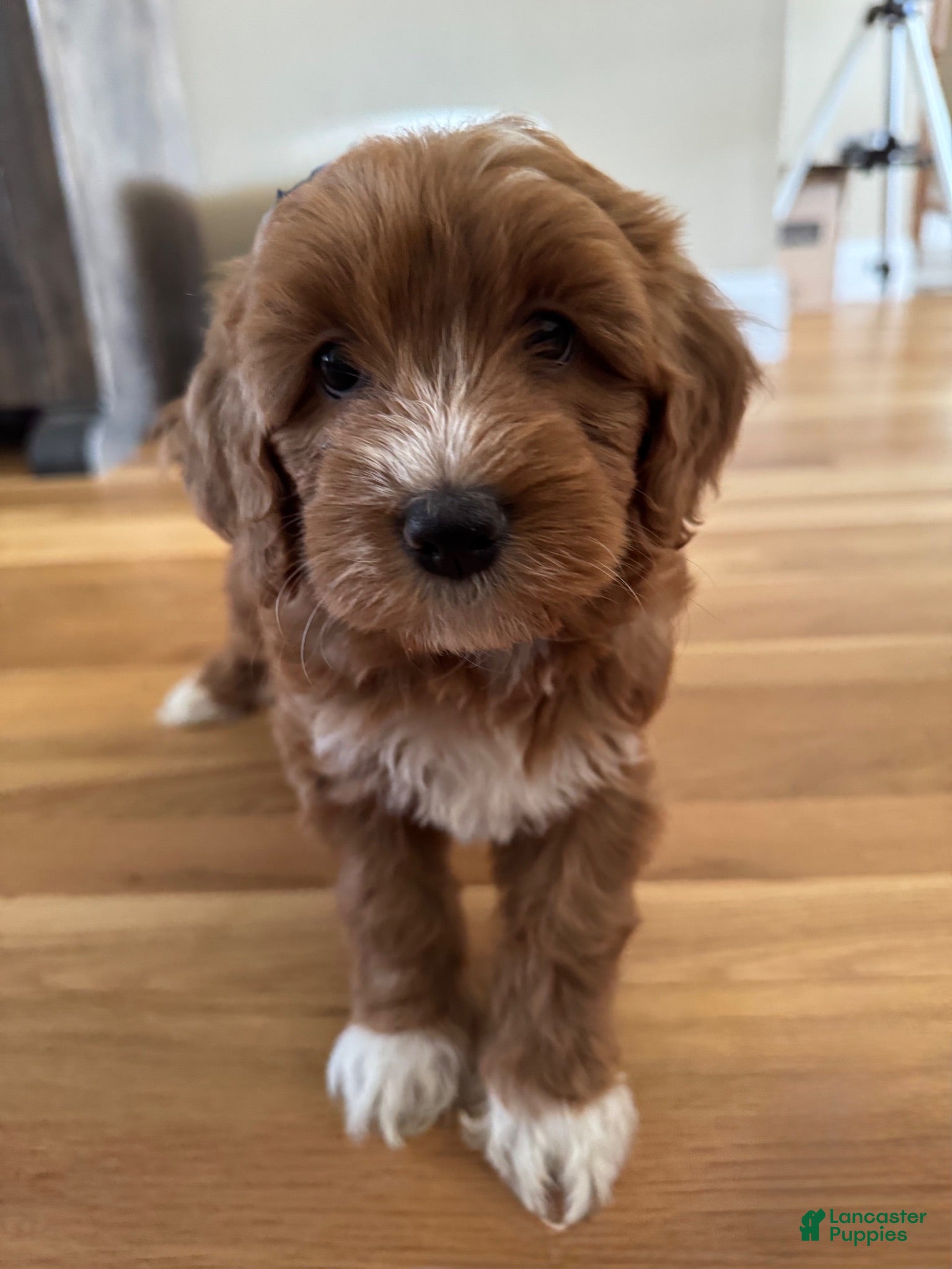Mixed Breed dogs Mixed Breed 2 - Ad 11