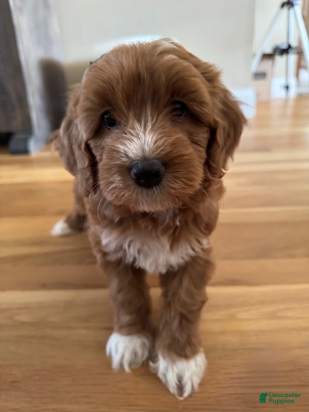 Mixed Breed dogs for sale: Mixed Breed 2 - Ad 1