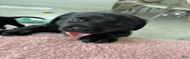 Labrador Retriever 3 Bella