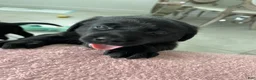 Labrador Retriever dogs for sale: Labrador Retriever 3 Bella - Ad 1