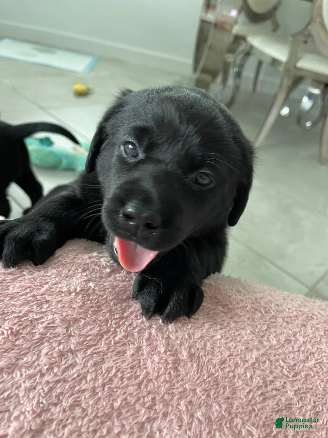 Labrador Retriever dogs for sale: Labrador Retriever 3 Bella - Ad 1
