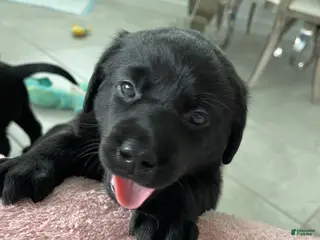 Labrador Retriever dogs for sale: Labrador Retriever 3 Bella - Ad 2