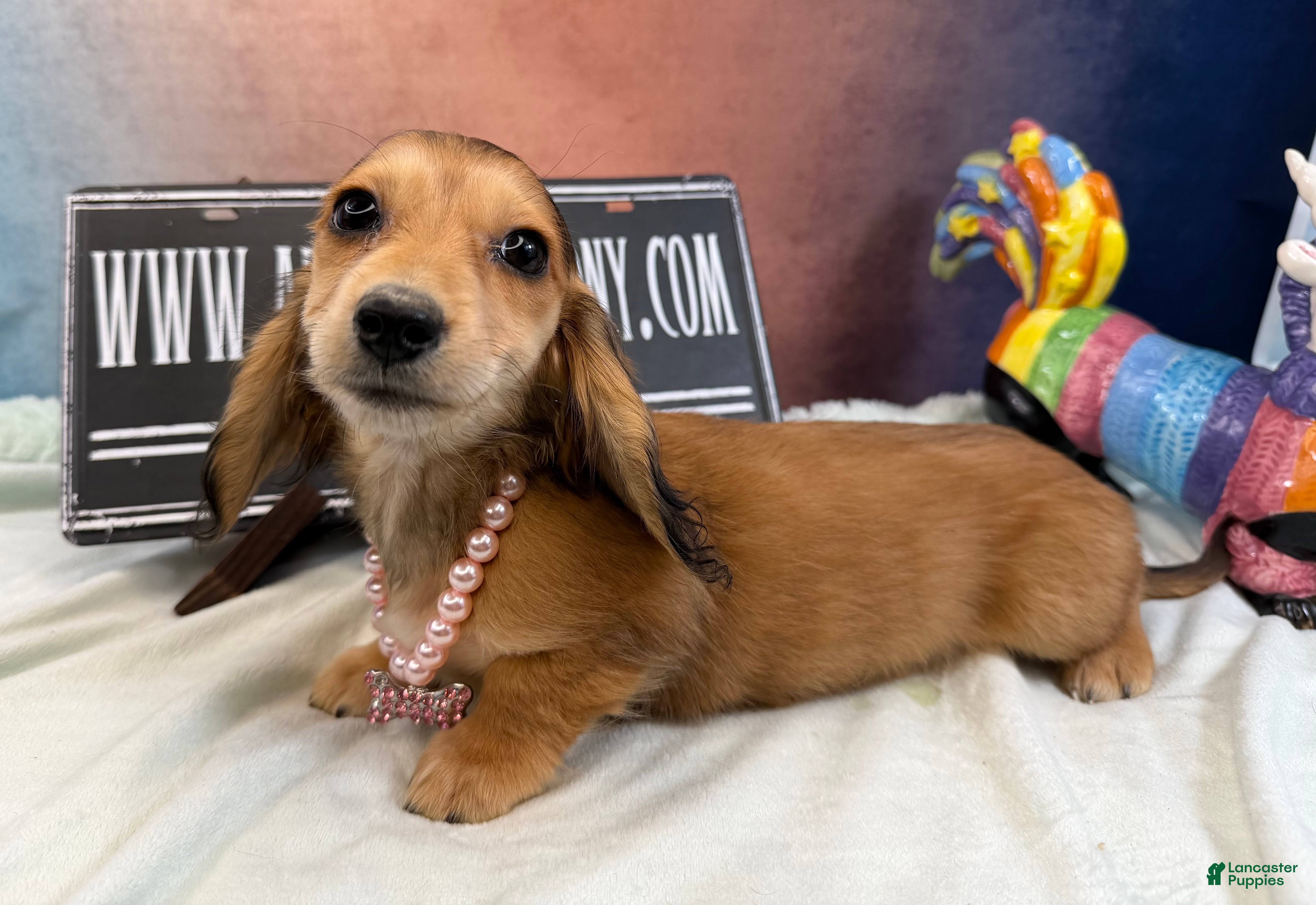 Miniature Dachshund dogs Gucci girl - Ad 20