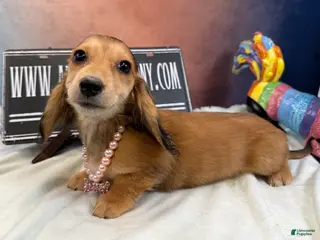 Miniature Dachshund dogs Gucci girl - Ad 20