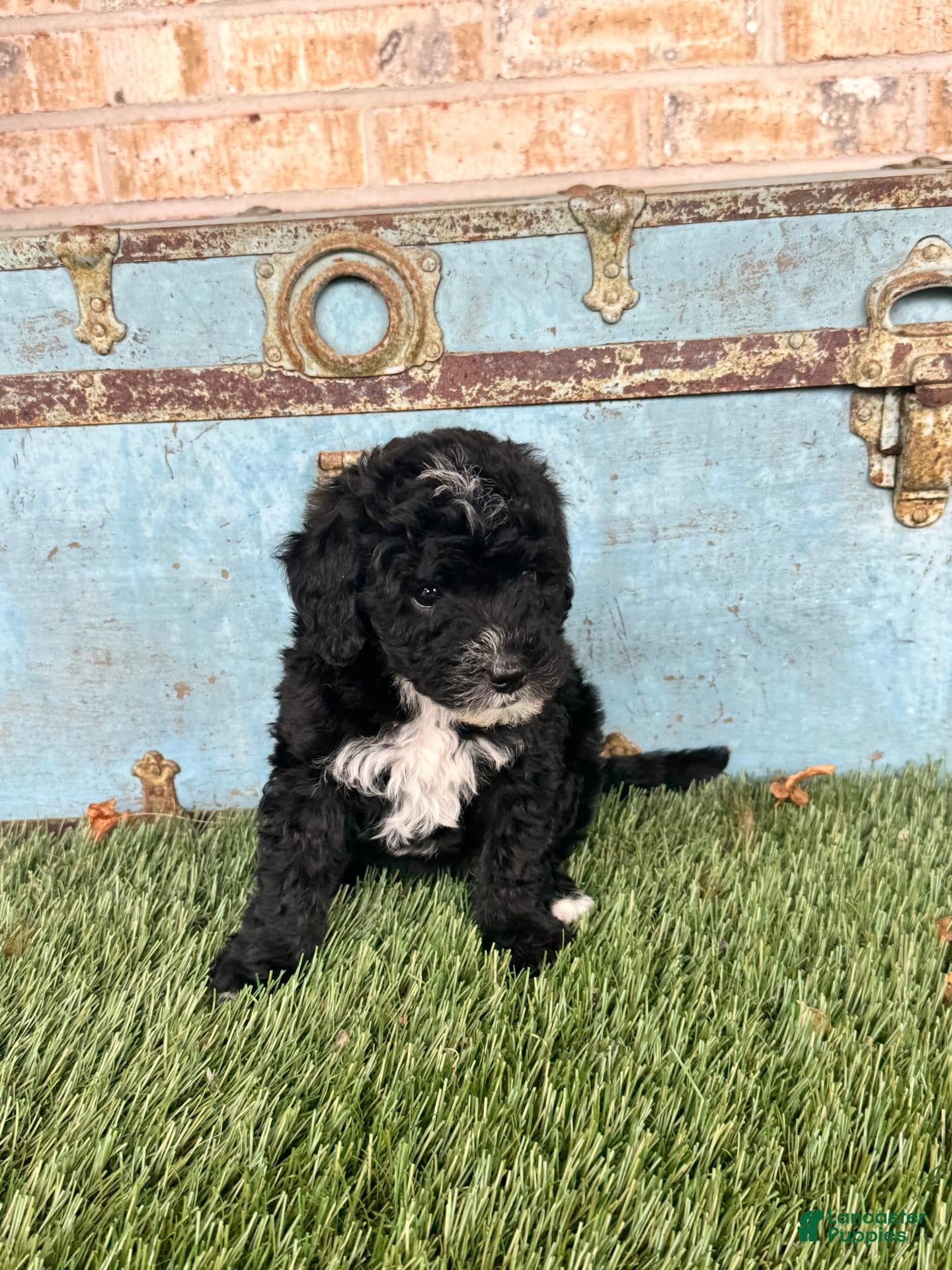 Mixed Breed dogs Star - Ad 40