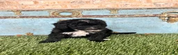 Mixed Breed dogs for sale: Star - Ad 1