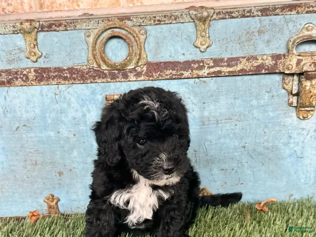 Mixed Breed dogs for sale: Star - Ad 42