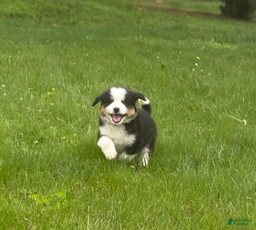 Mixed Breed dogs for sale: ♥️BABY BEAR♥️ - Ad 14