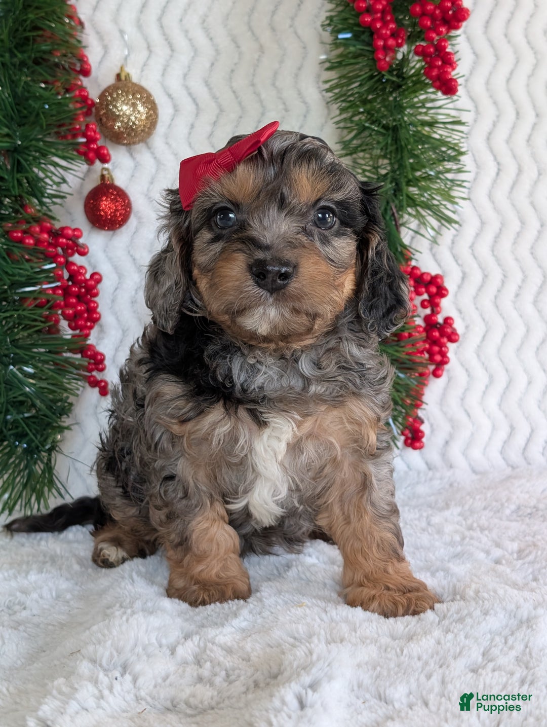 Cavapoo dogs for sale: Bluey - Ad 14